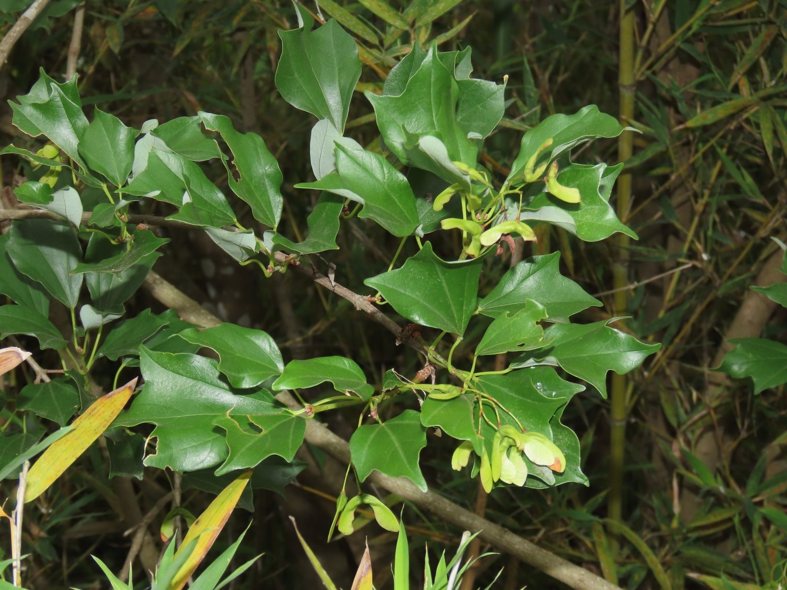 Trident maple