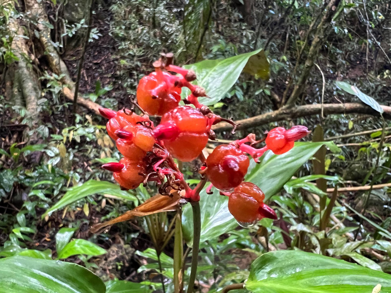 Triostar stromanthe