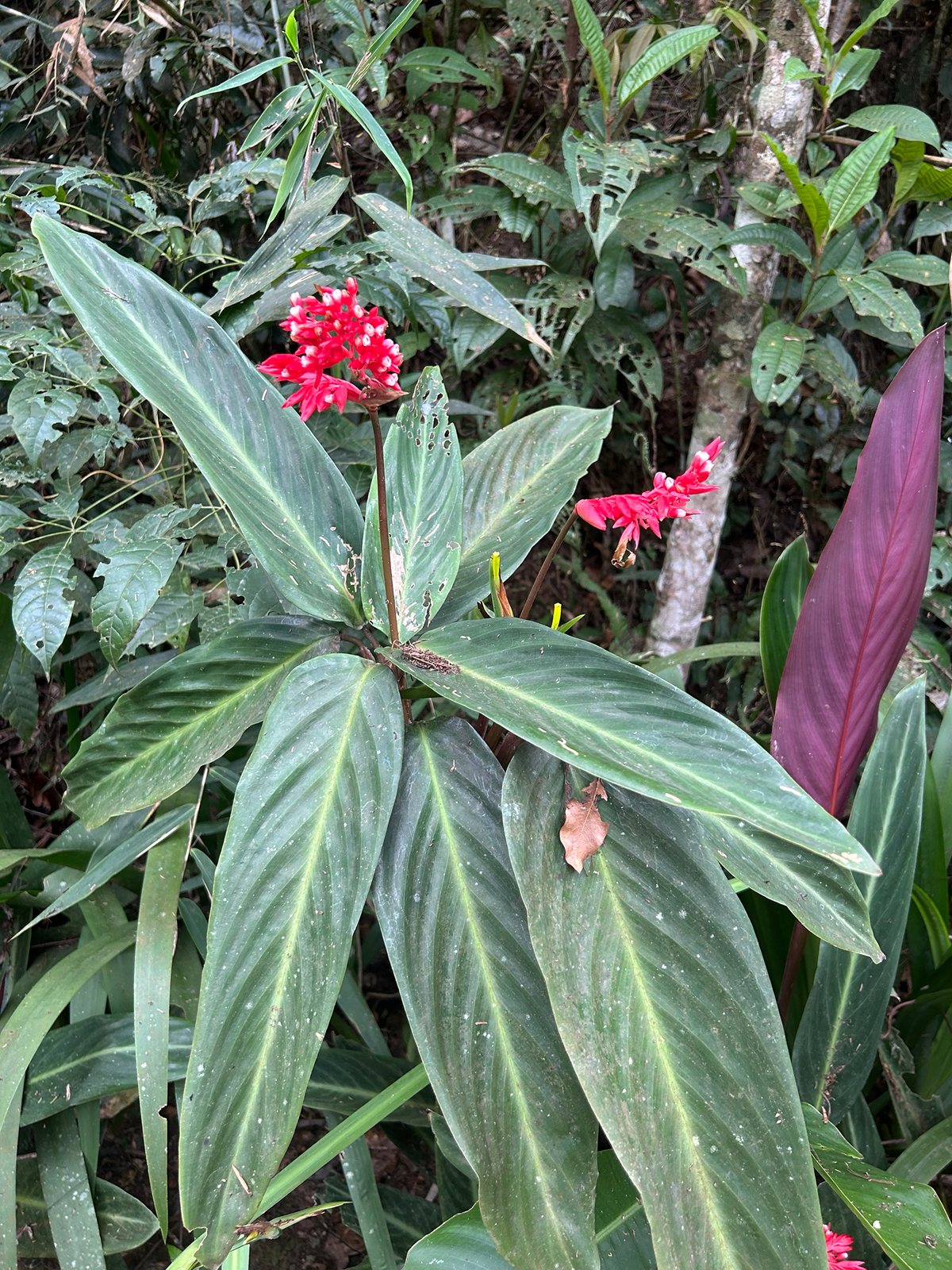 Triostar stromanthe