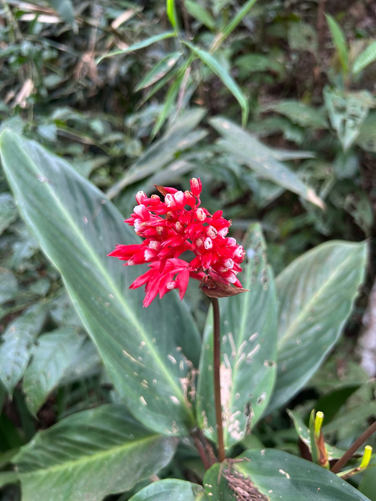 Triostar stromanthe
