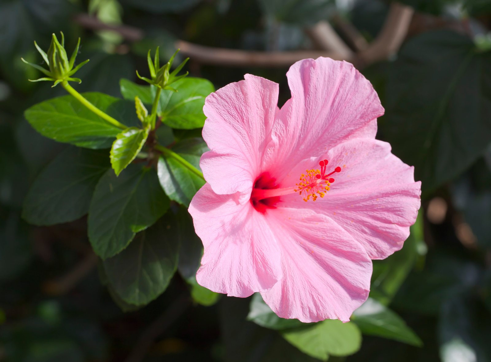 Tropical hibiscus