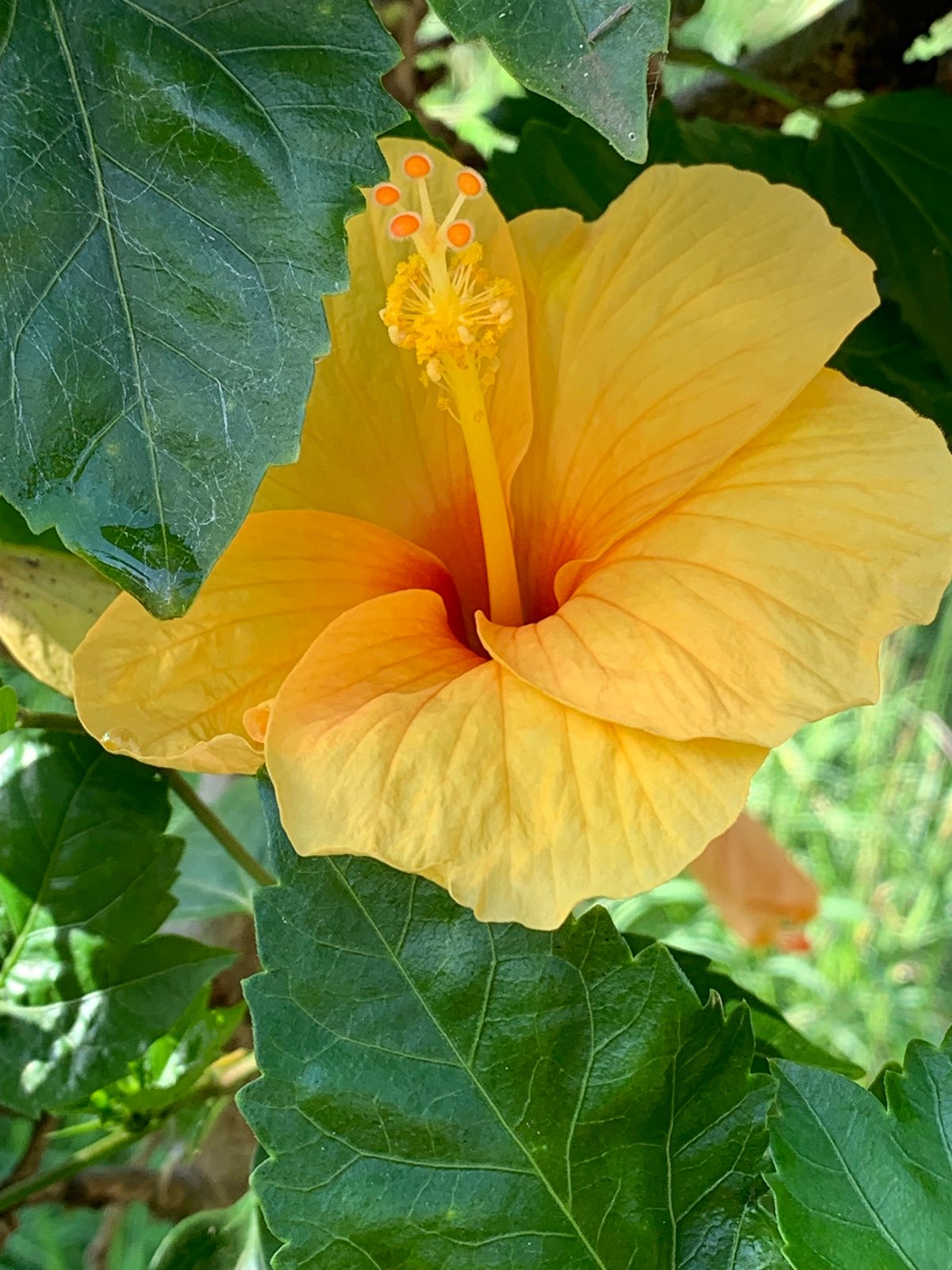 Tropical hibiscus