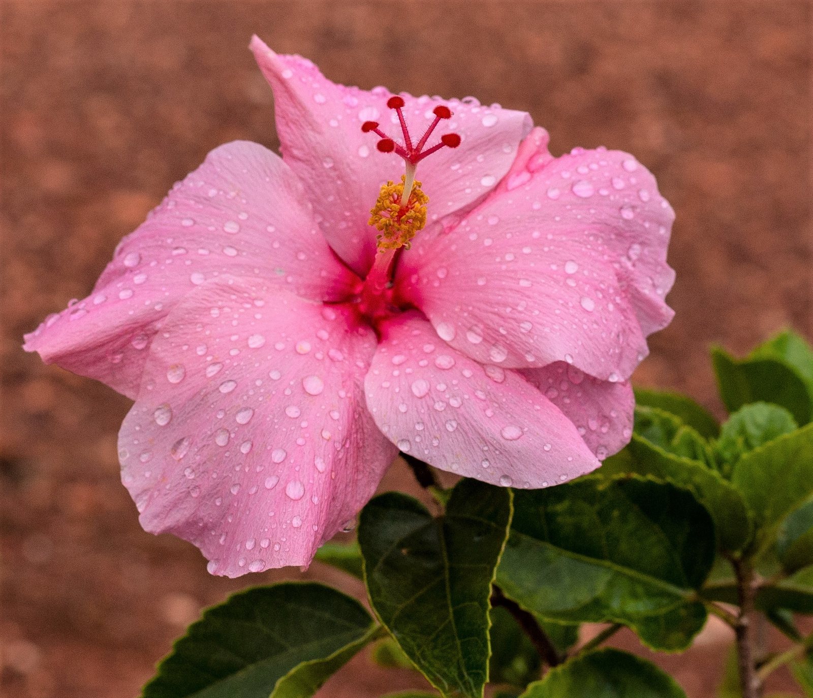 Tropical hibiscus