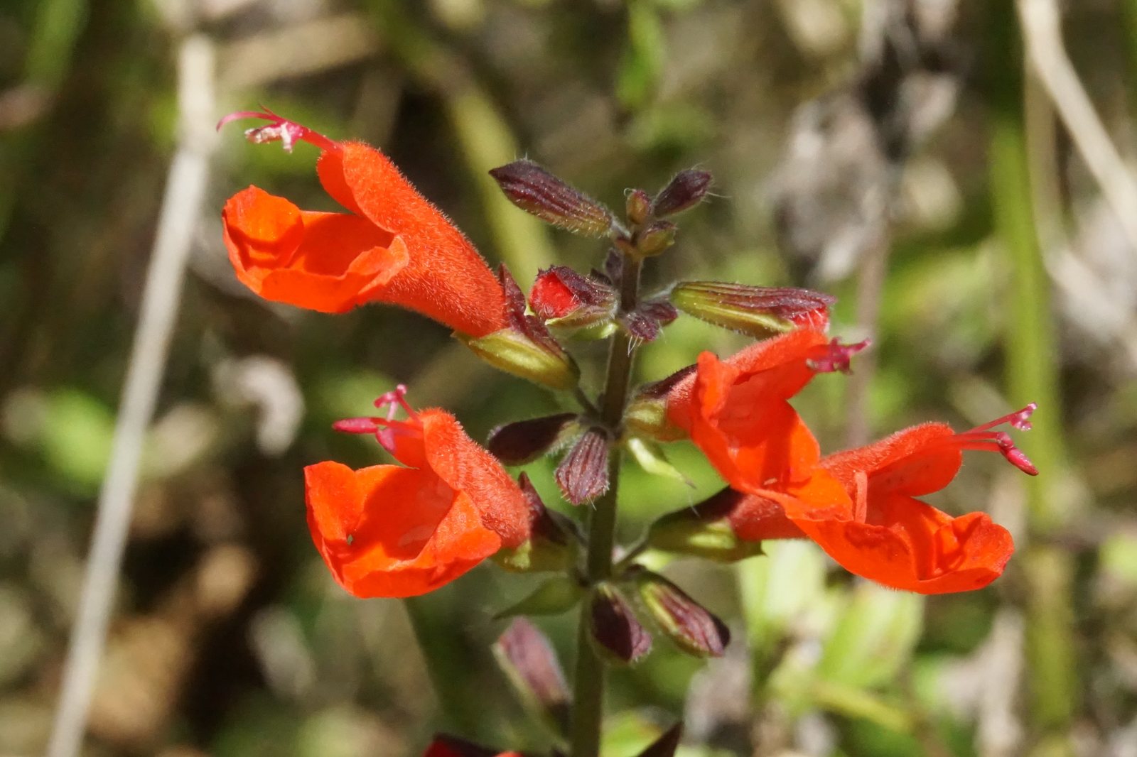 Tropical sage