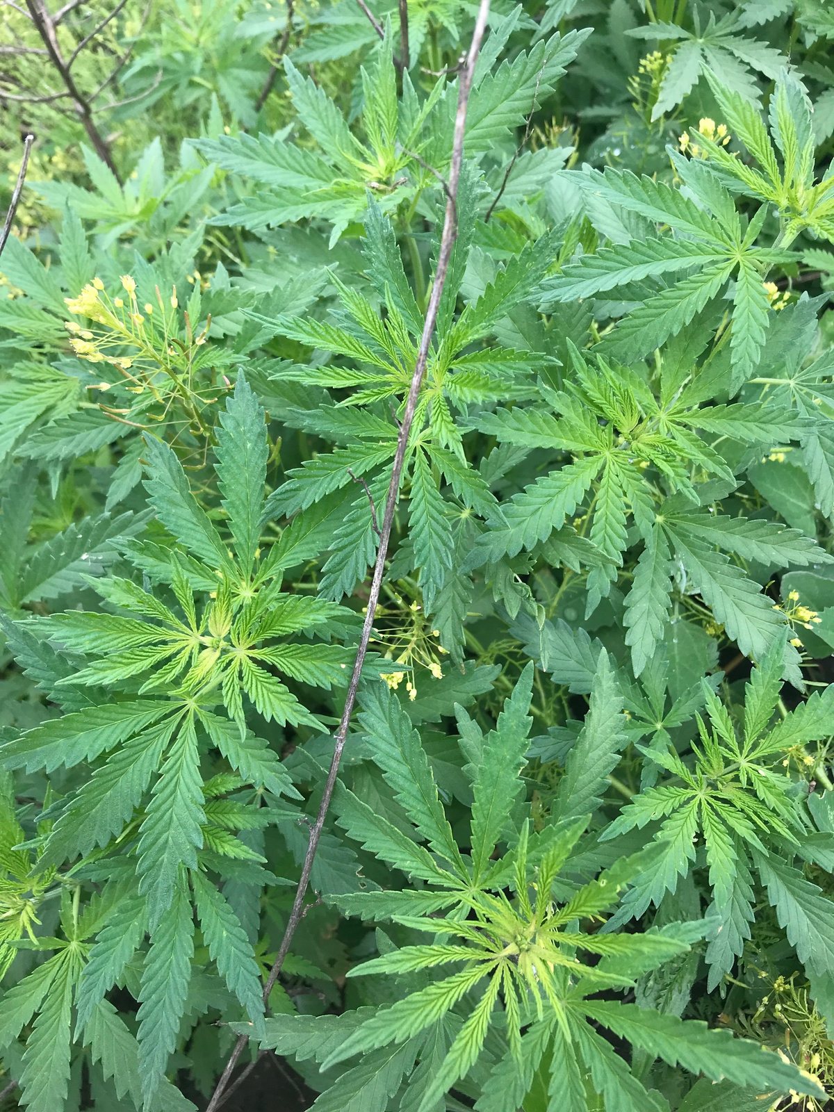 Tropicanna canna