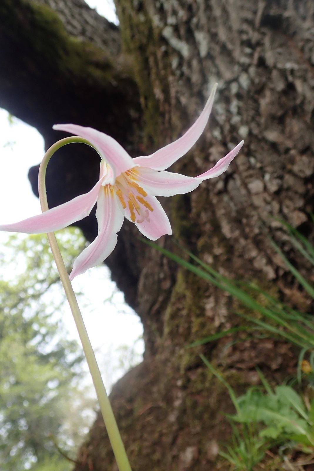 Trout lily 'Pagoda'
