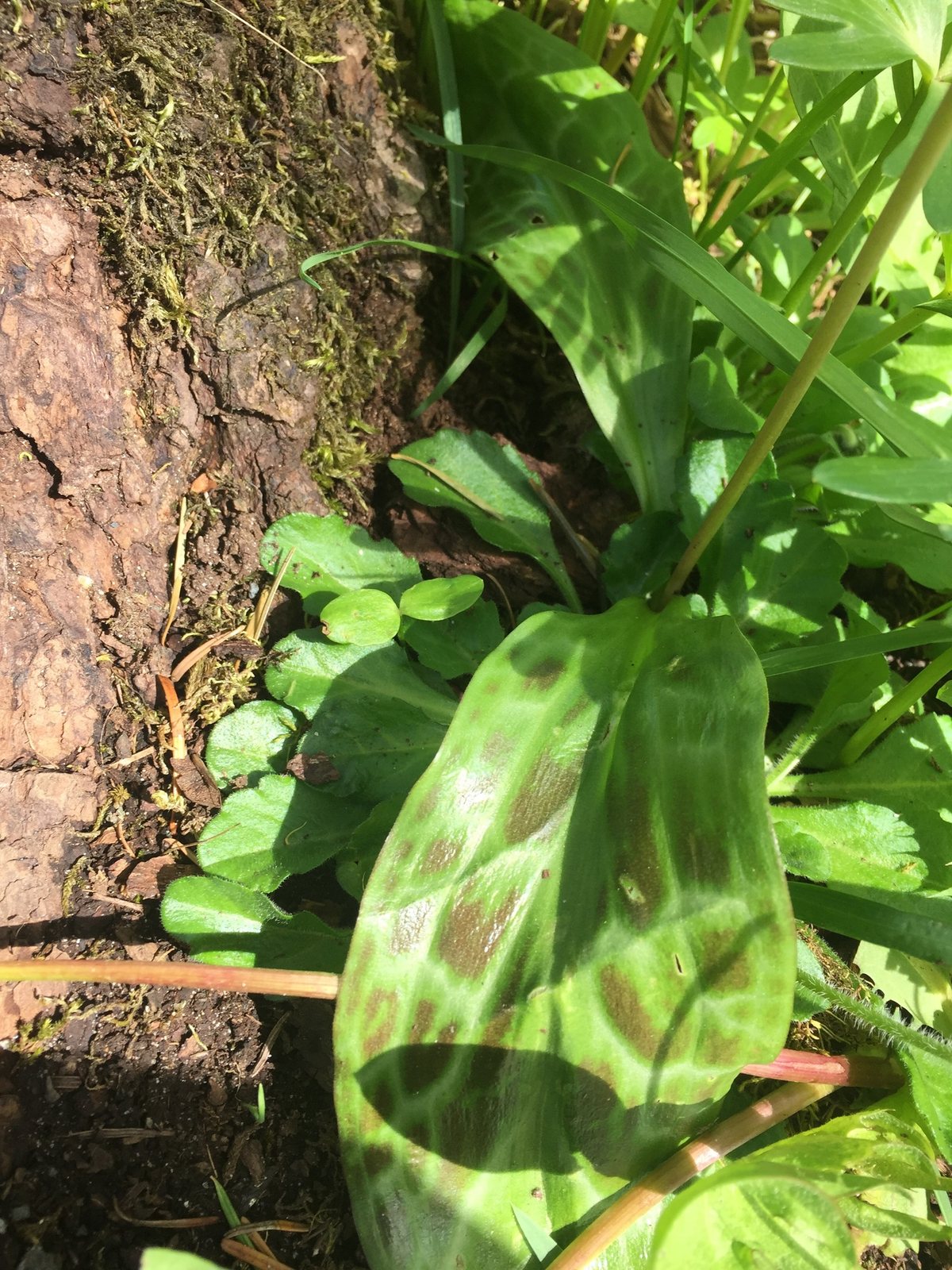 Trout lily 'Pagoda'