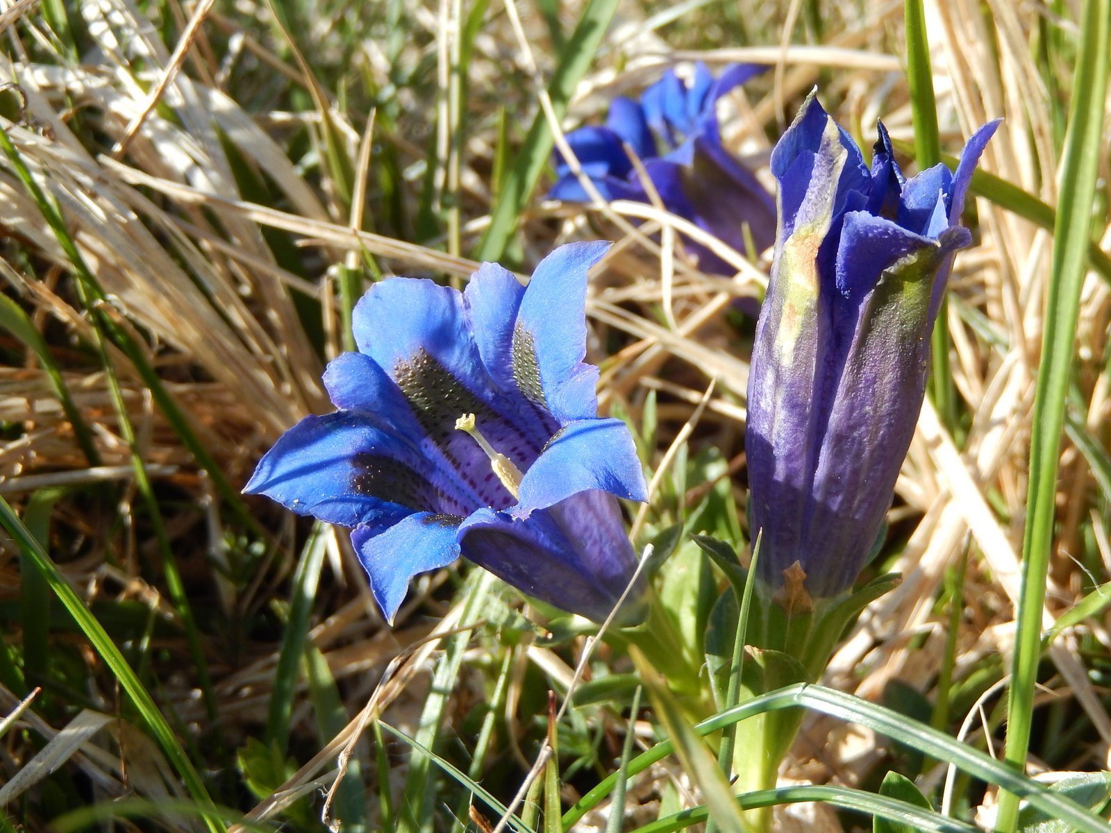 Trumpet gentian