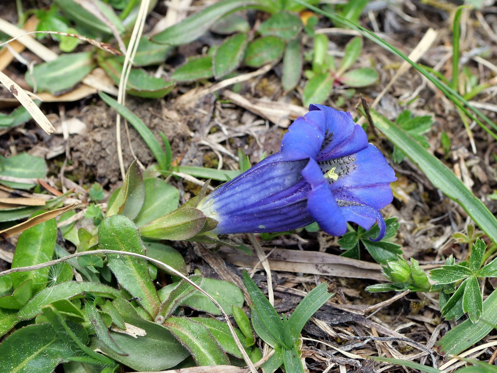 Trumpet gentian