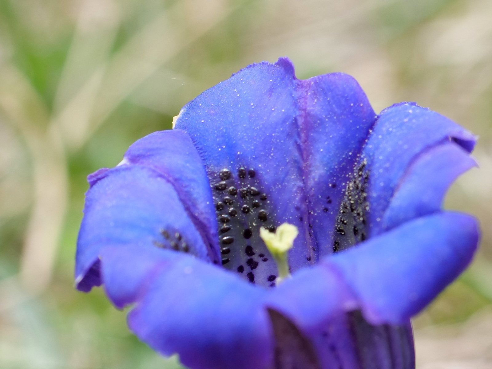 Trumpet gentian
