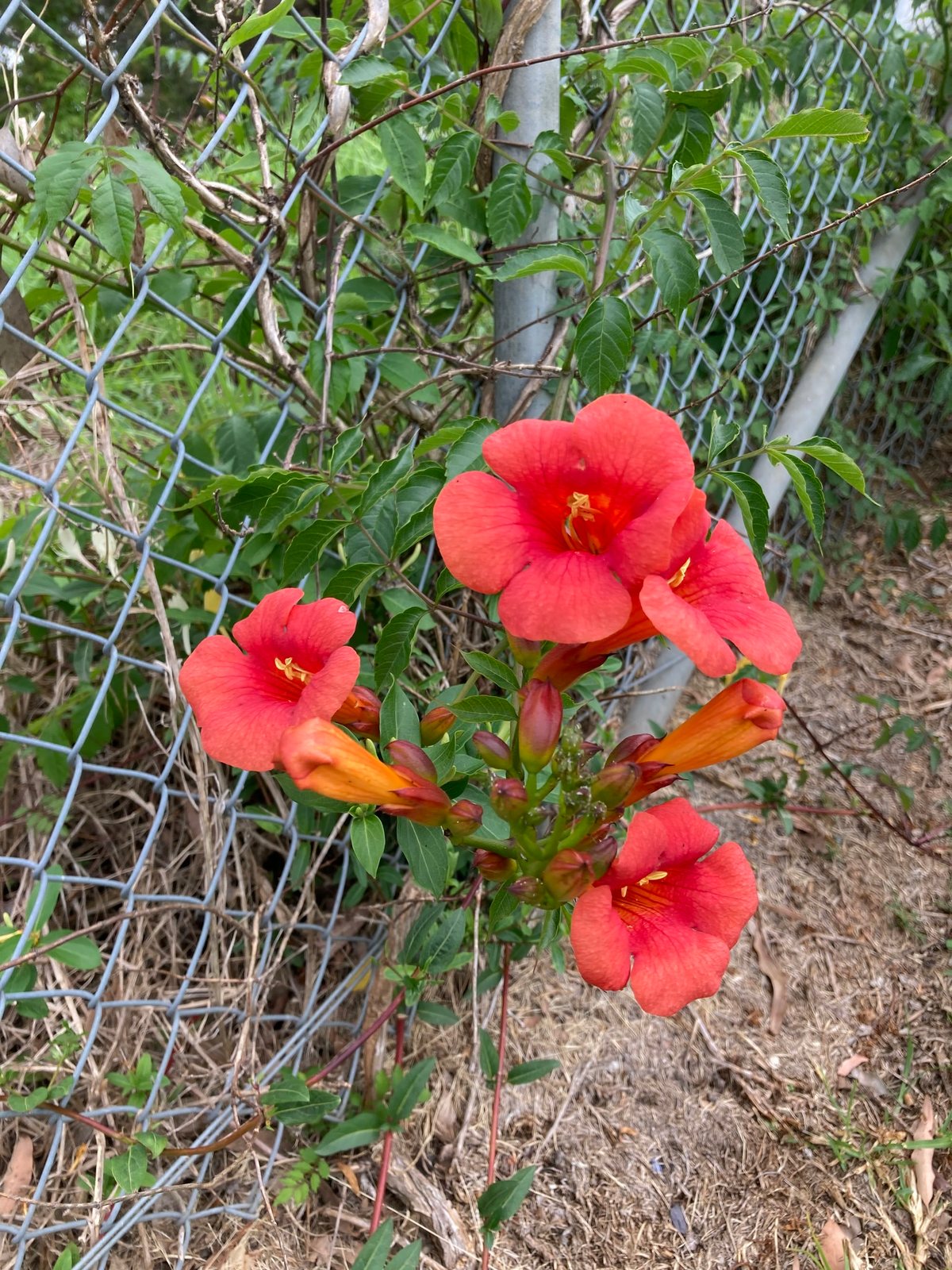 Trumpet vine 'Madame Galen'