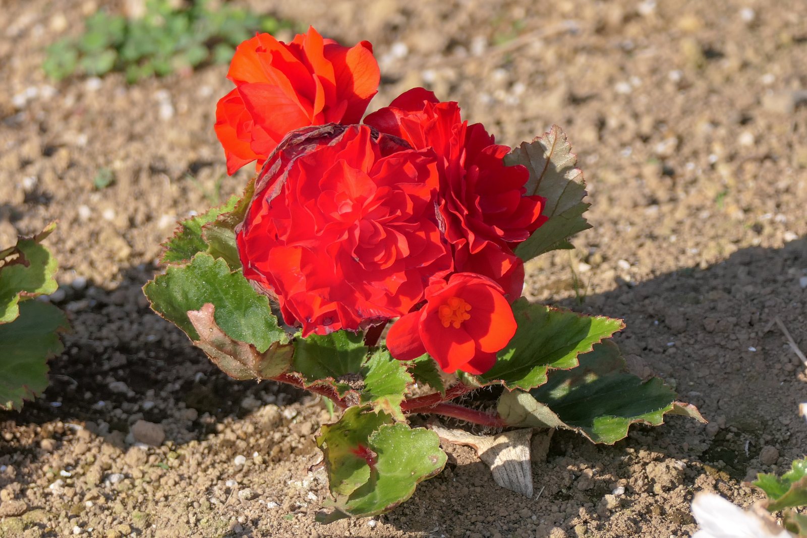Tuberous begonia