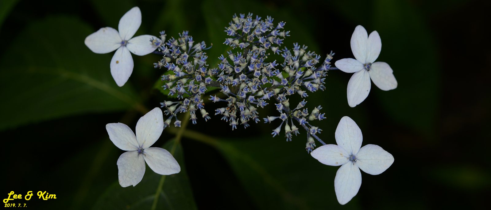 Tuff Stuff mountain hydrangea