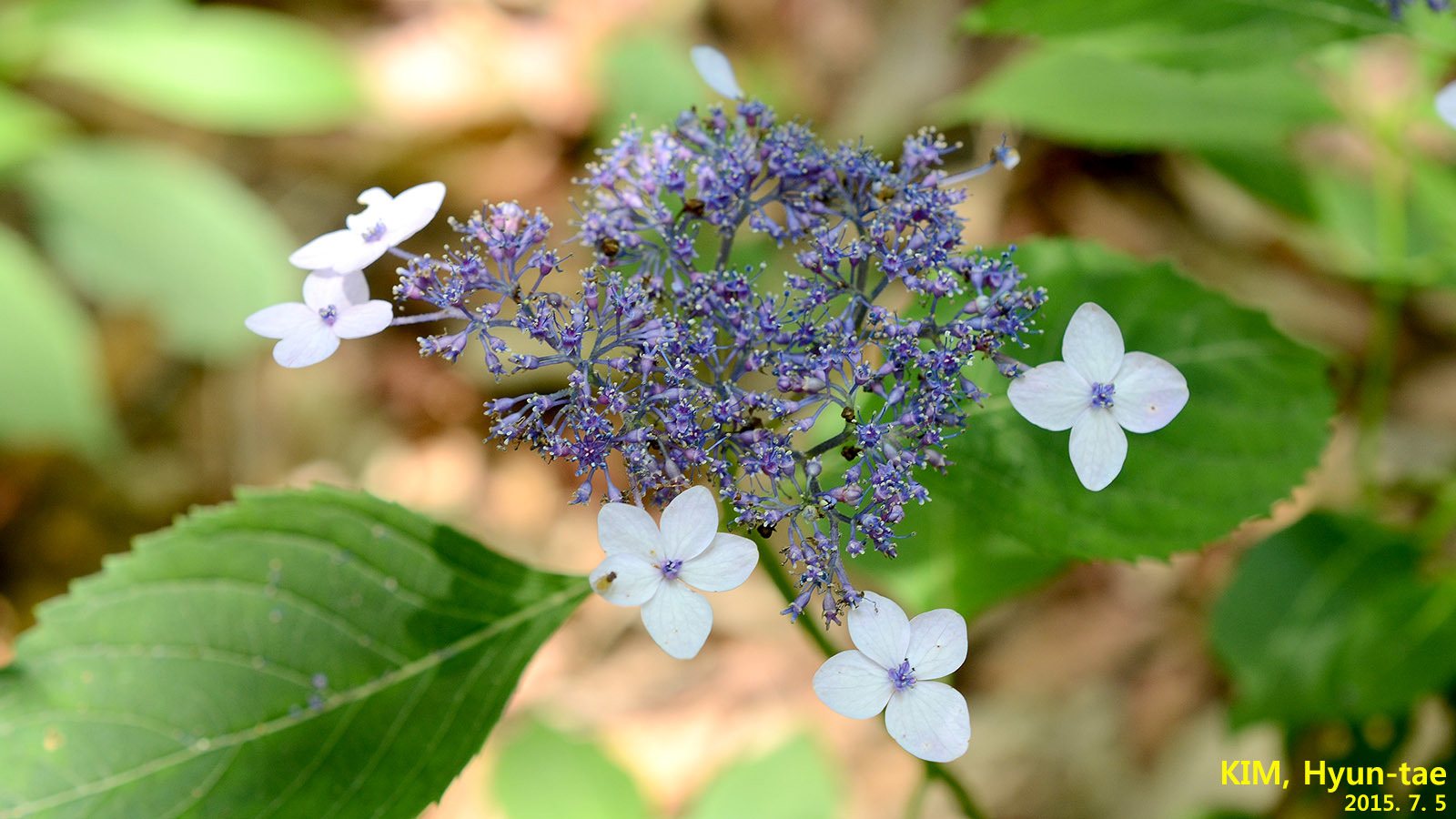 Tuff Stuff mountain hydrangea