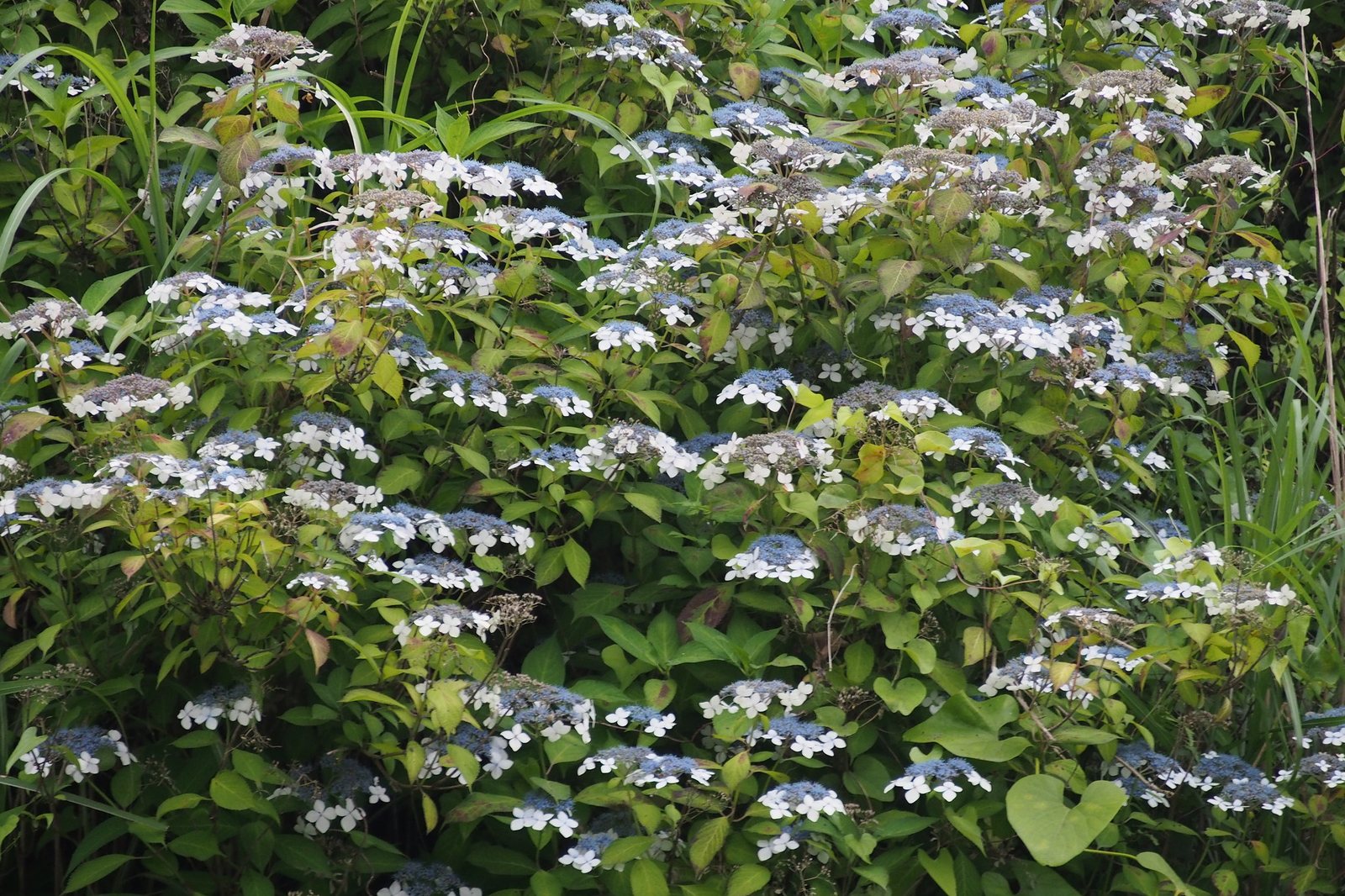Tuff Stuff mountain hydrangea