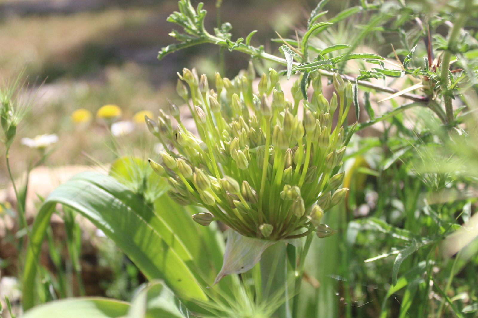 Tumbleweed onion