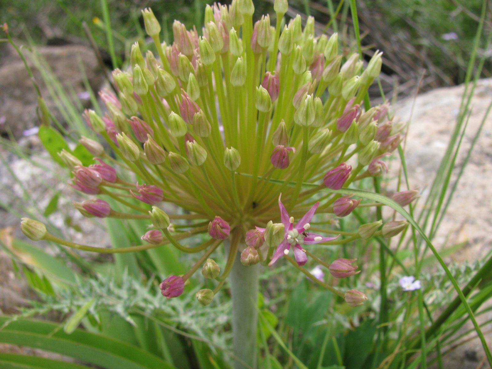 Tumbleweed onion