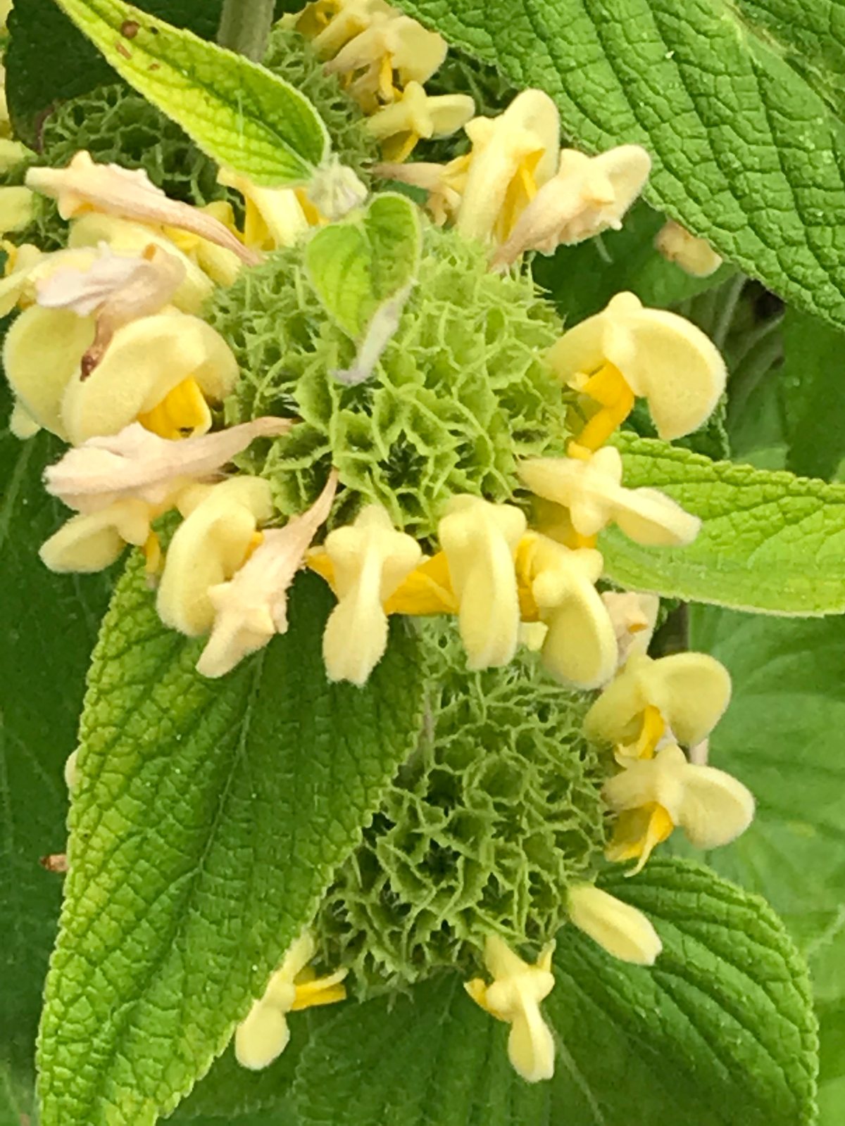 Turkish sage