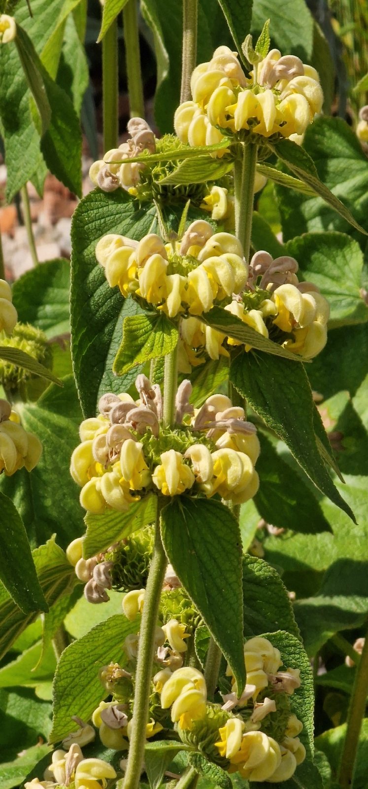 Turkish sage