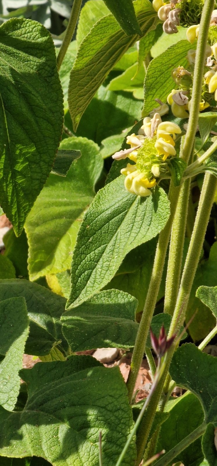 Turkish sage