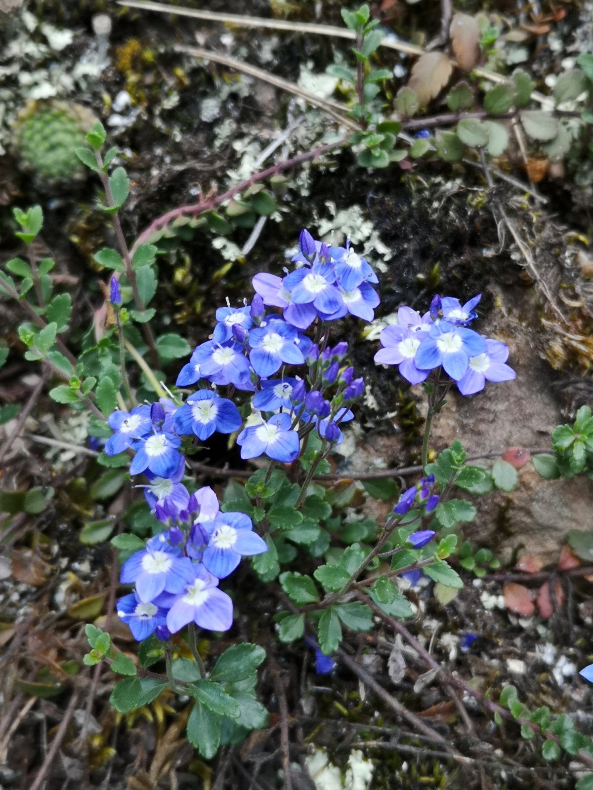 Turkish speedwell