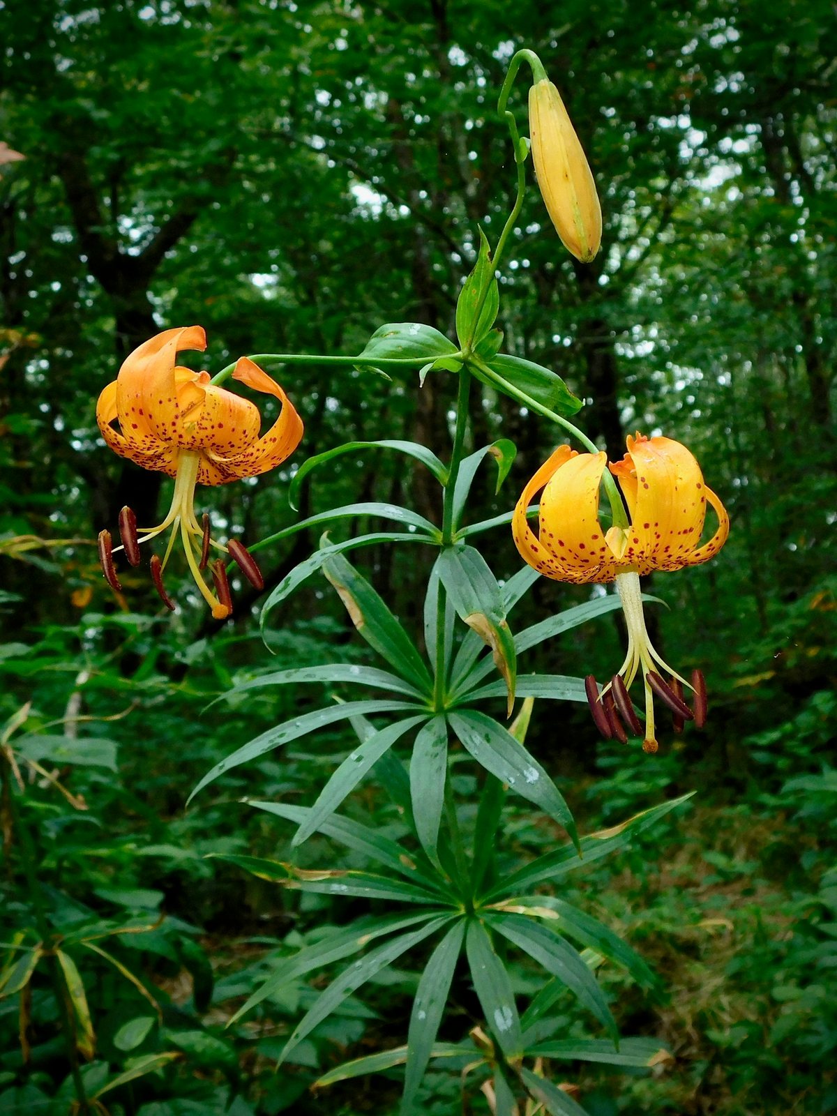 Turk's cap lily