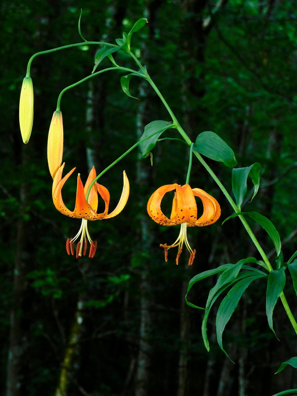 Turk's cap lily