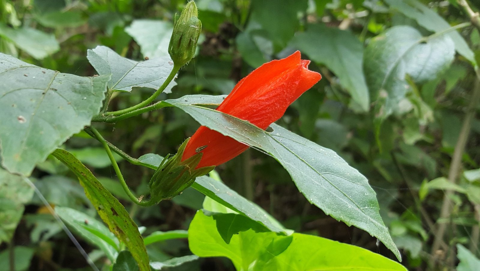 Turk's cap