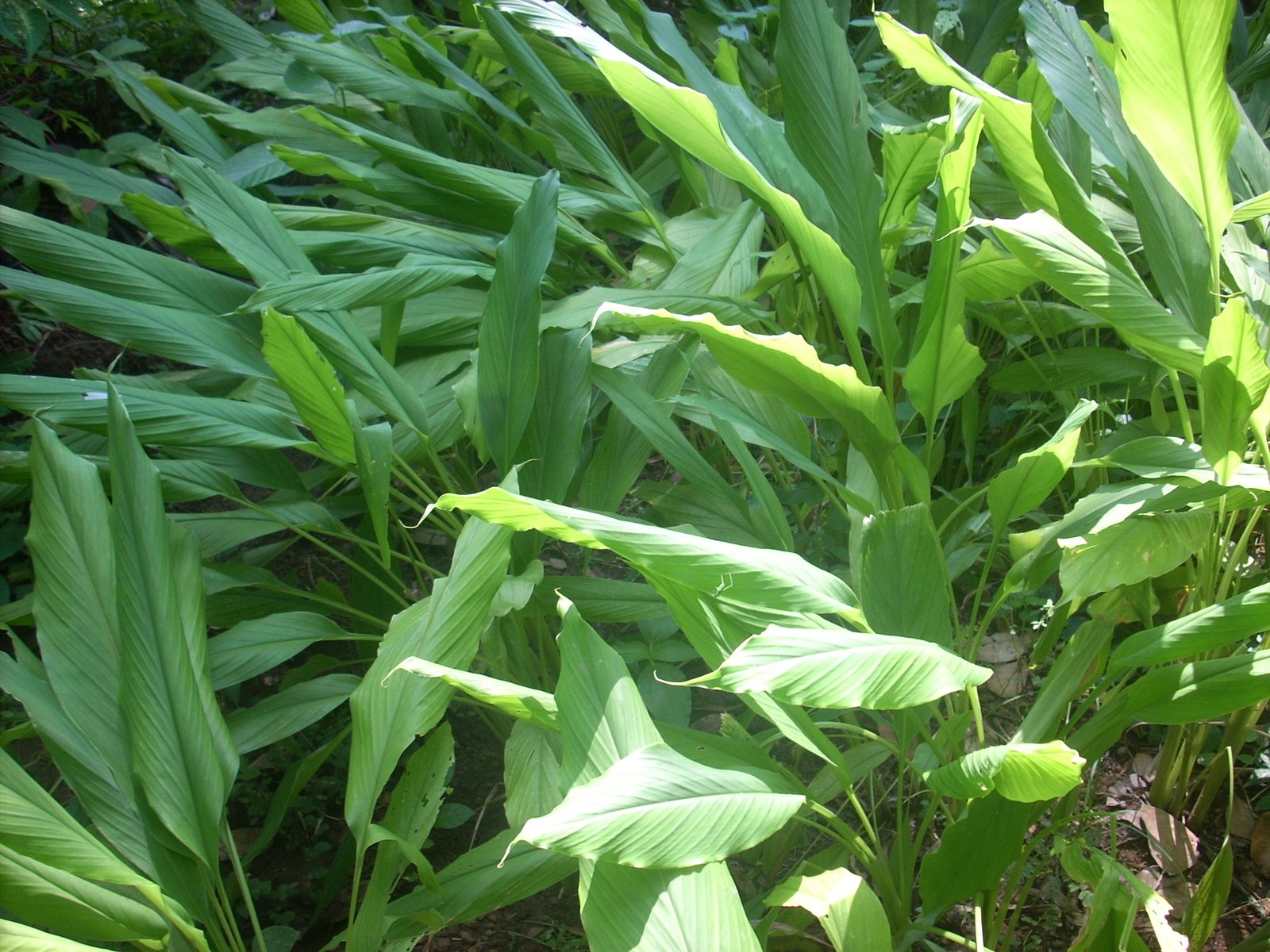 Turmeric