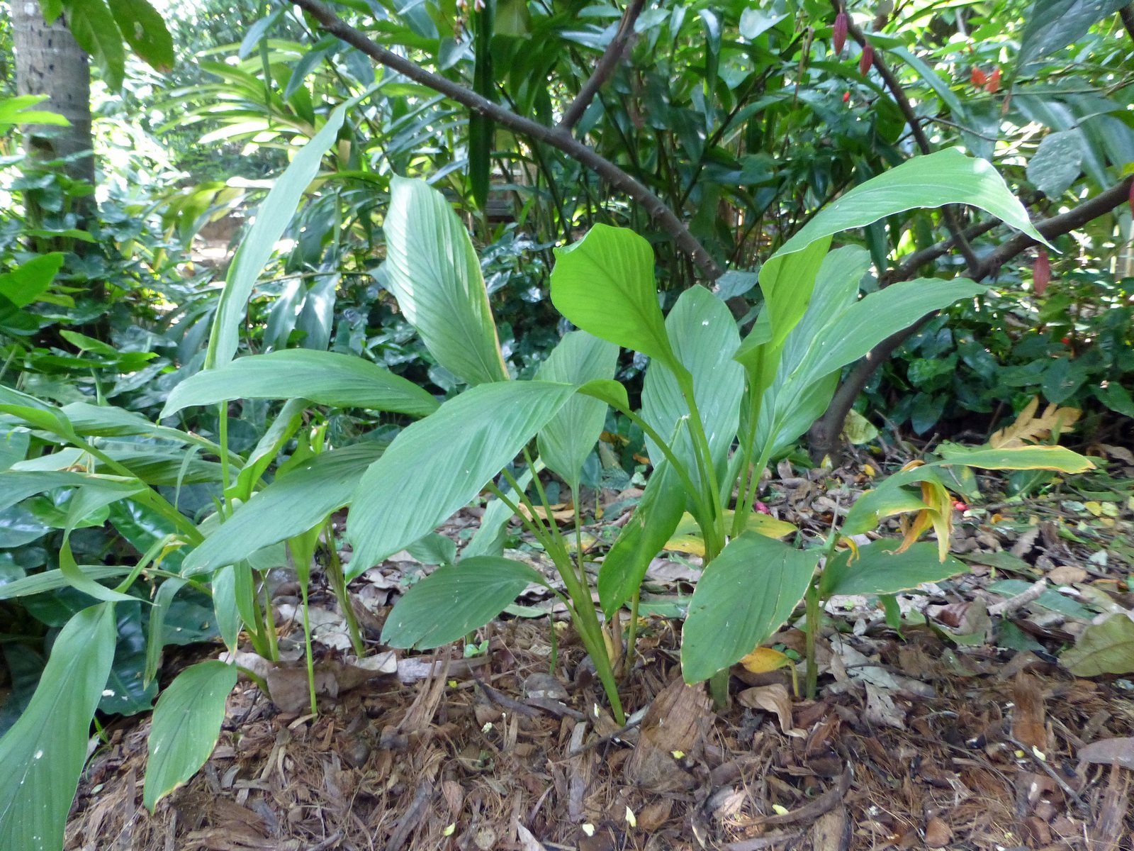 Turmeric