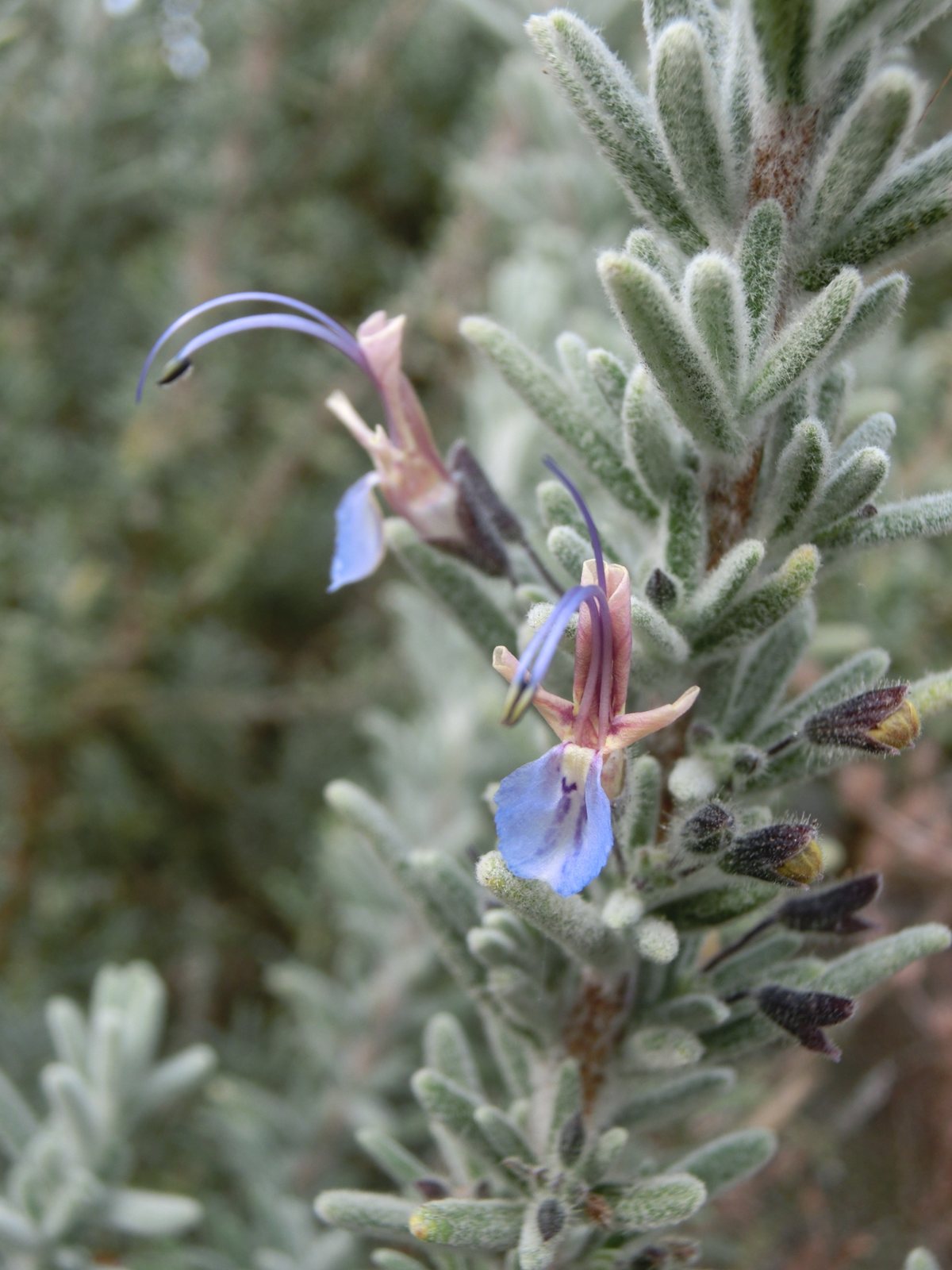 Tuscan Blue rosemary