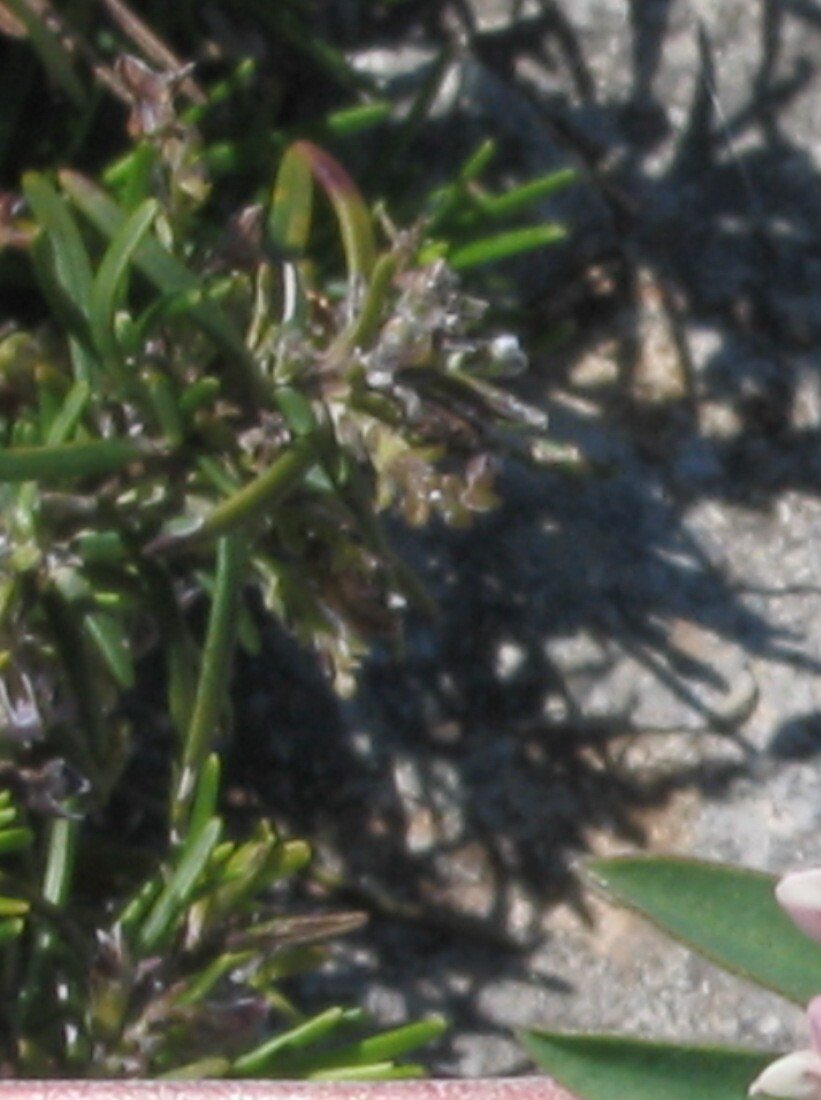 Tuscan Blue rosemary