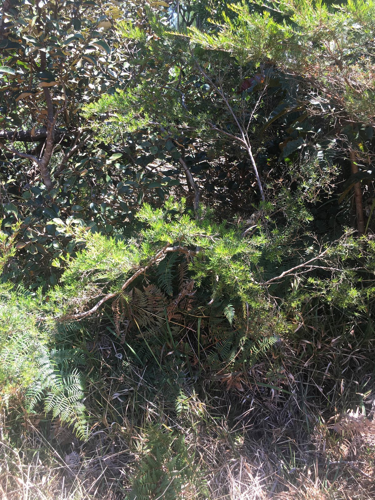 Twiggy heath myrtle