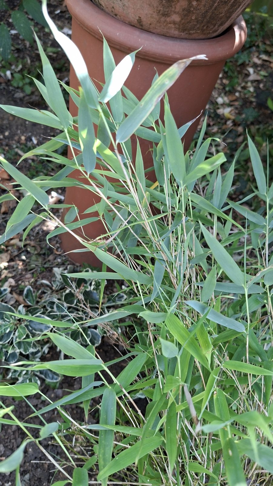Umbrella bamboo