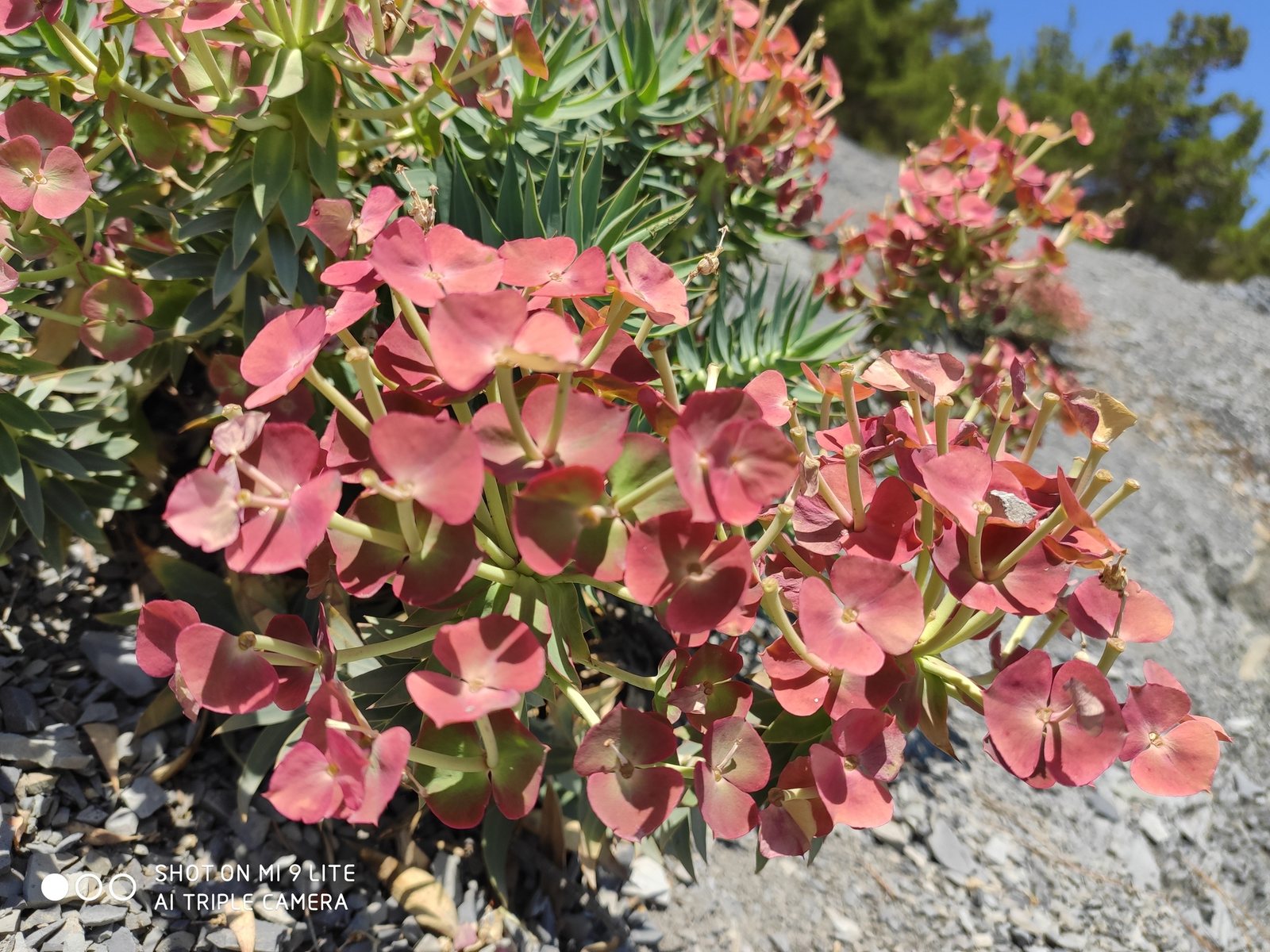 Upright myrtle spurge