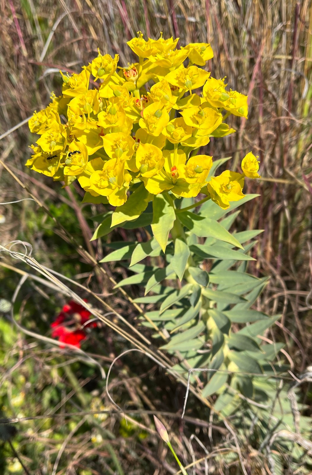 Upright myrtle spurge