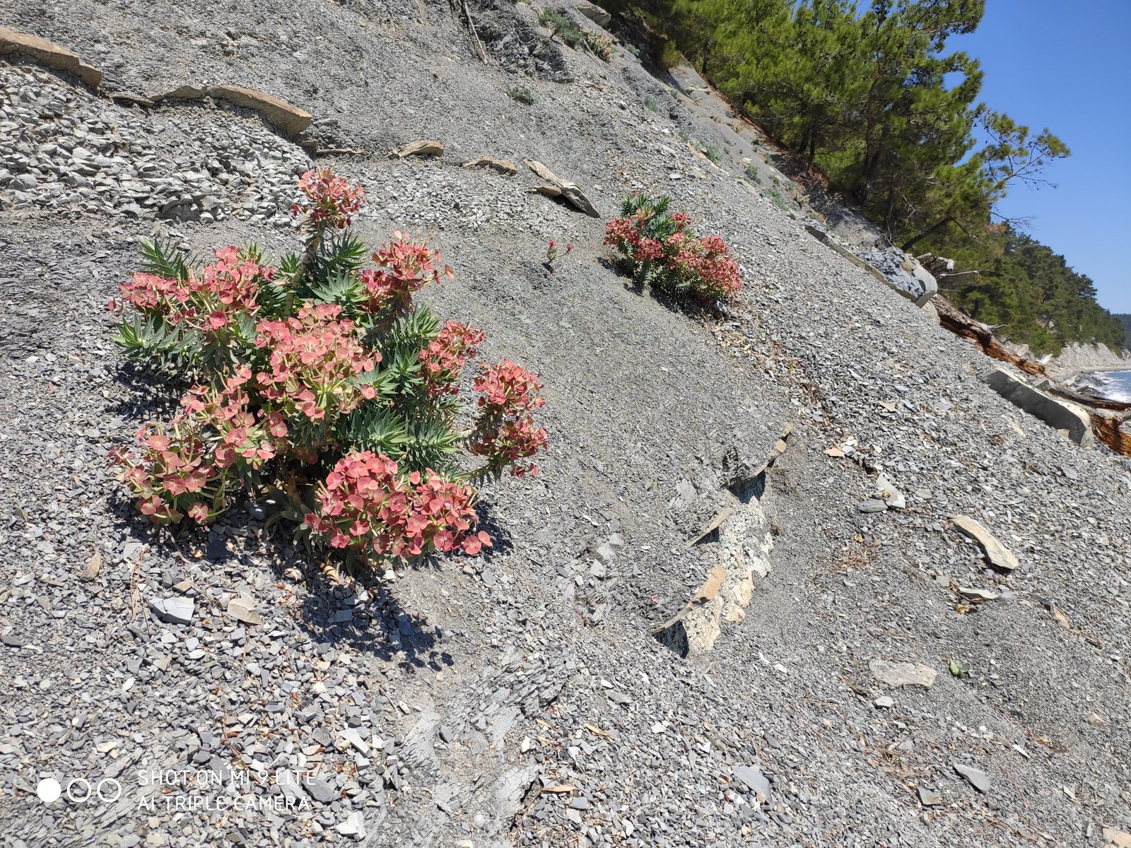 Upright myrtle spurge