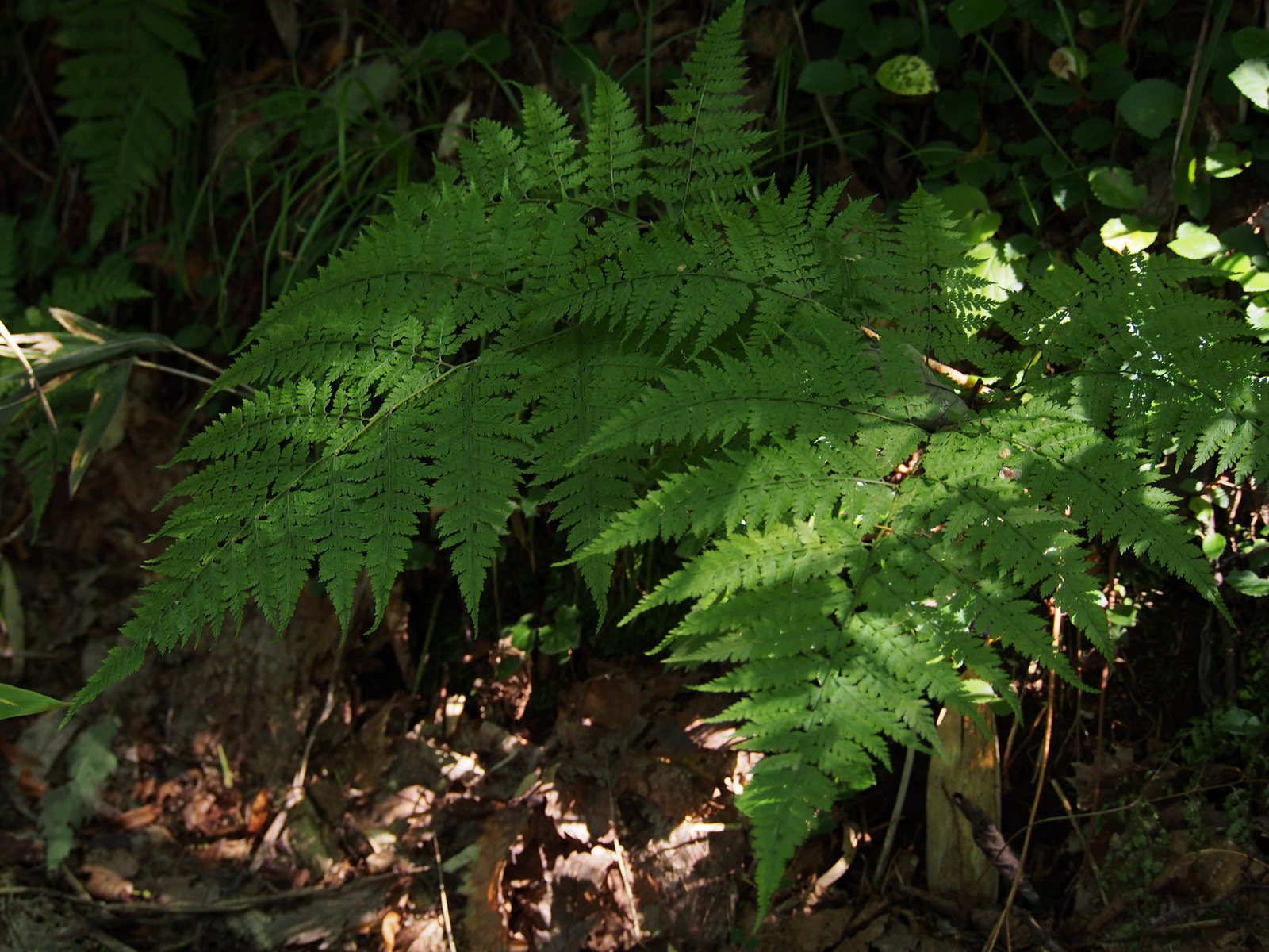Upside-down fern