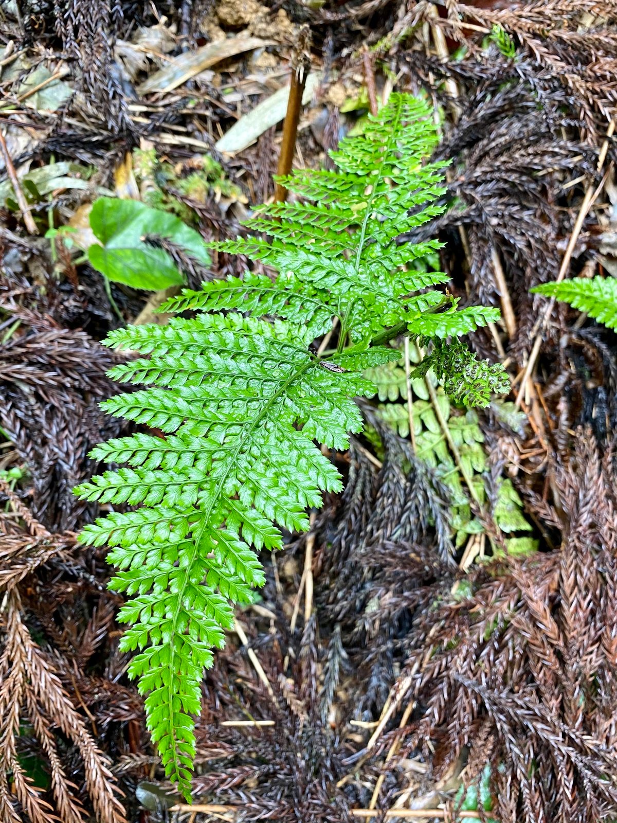 Upside-down fern