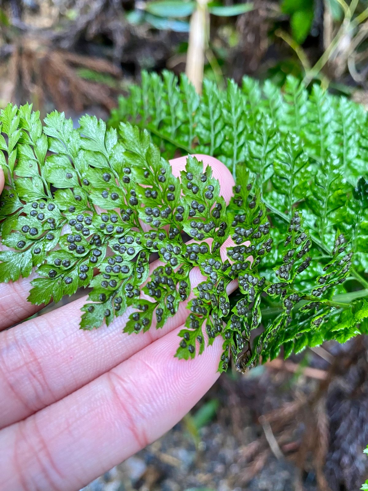 Upside-down fern