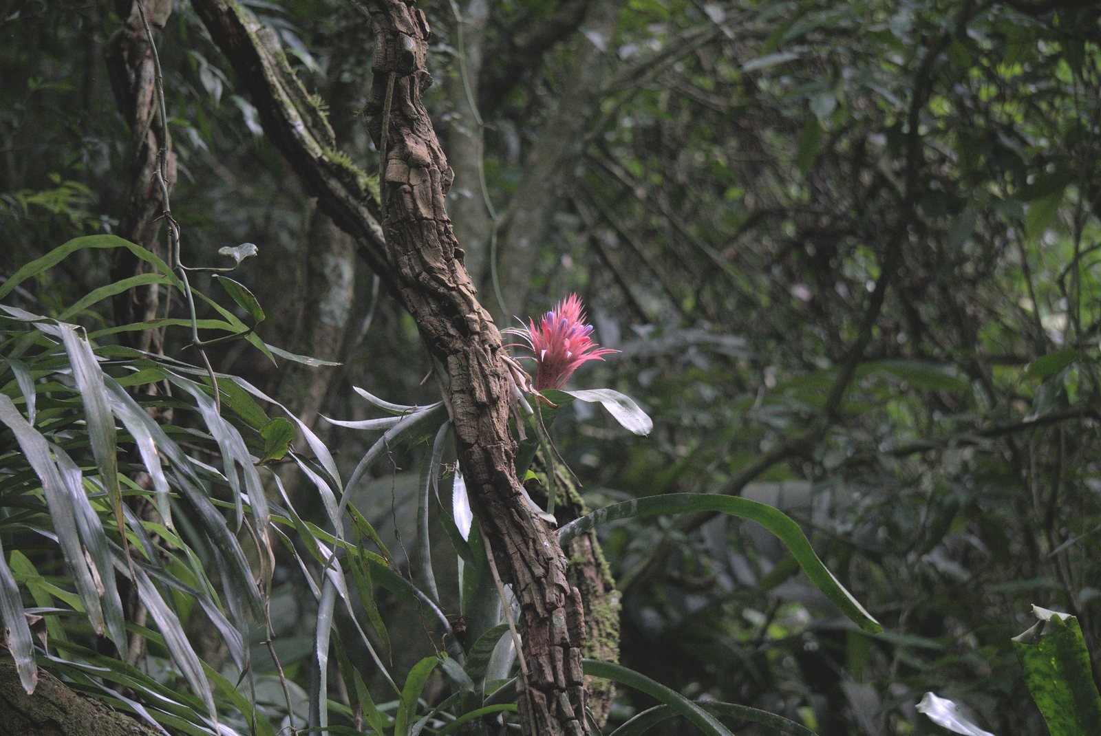 Urn plant