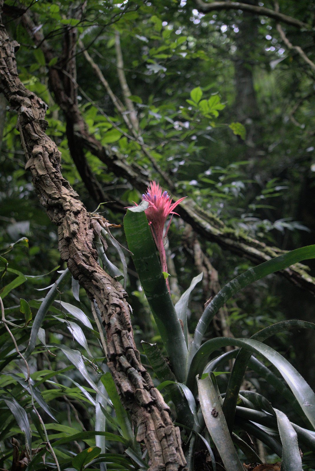 Urn plant