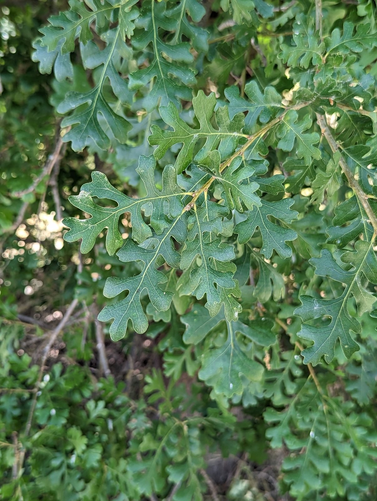 Valley oak