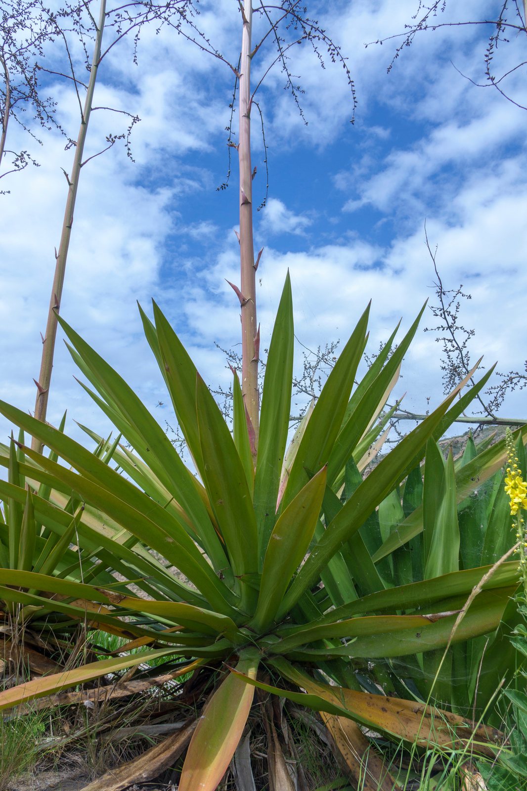 Variegated false agave