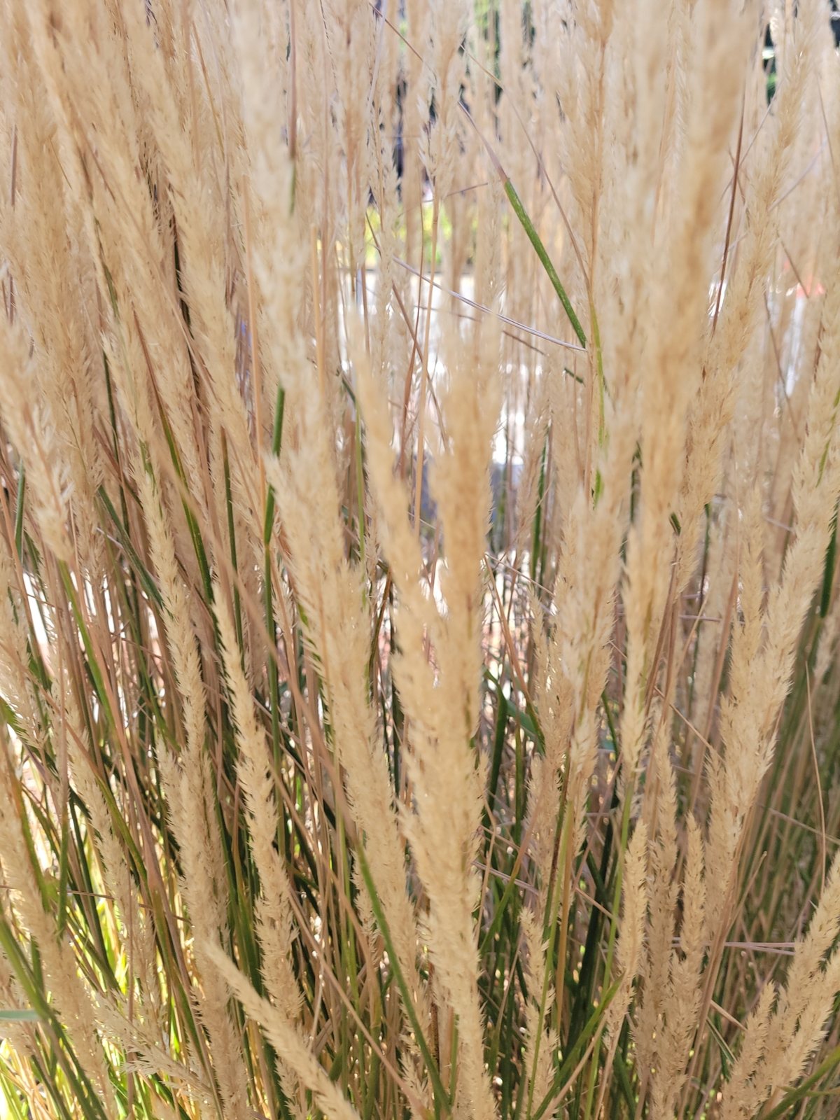 Variegated feather reed grass 'Overdam'
