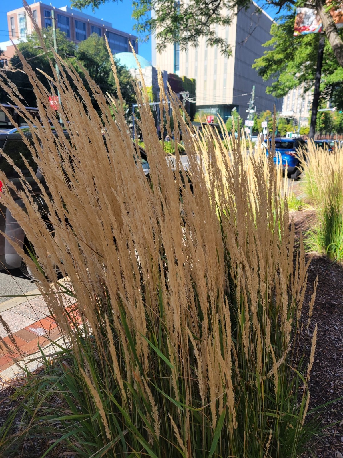 Variegated feather reed grass 'Overdam'