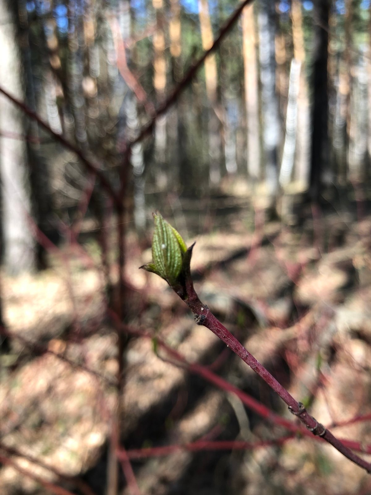 Variegated red-barked dogwood