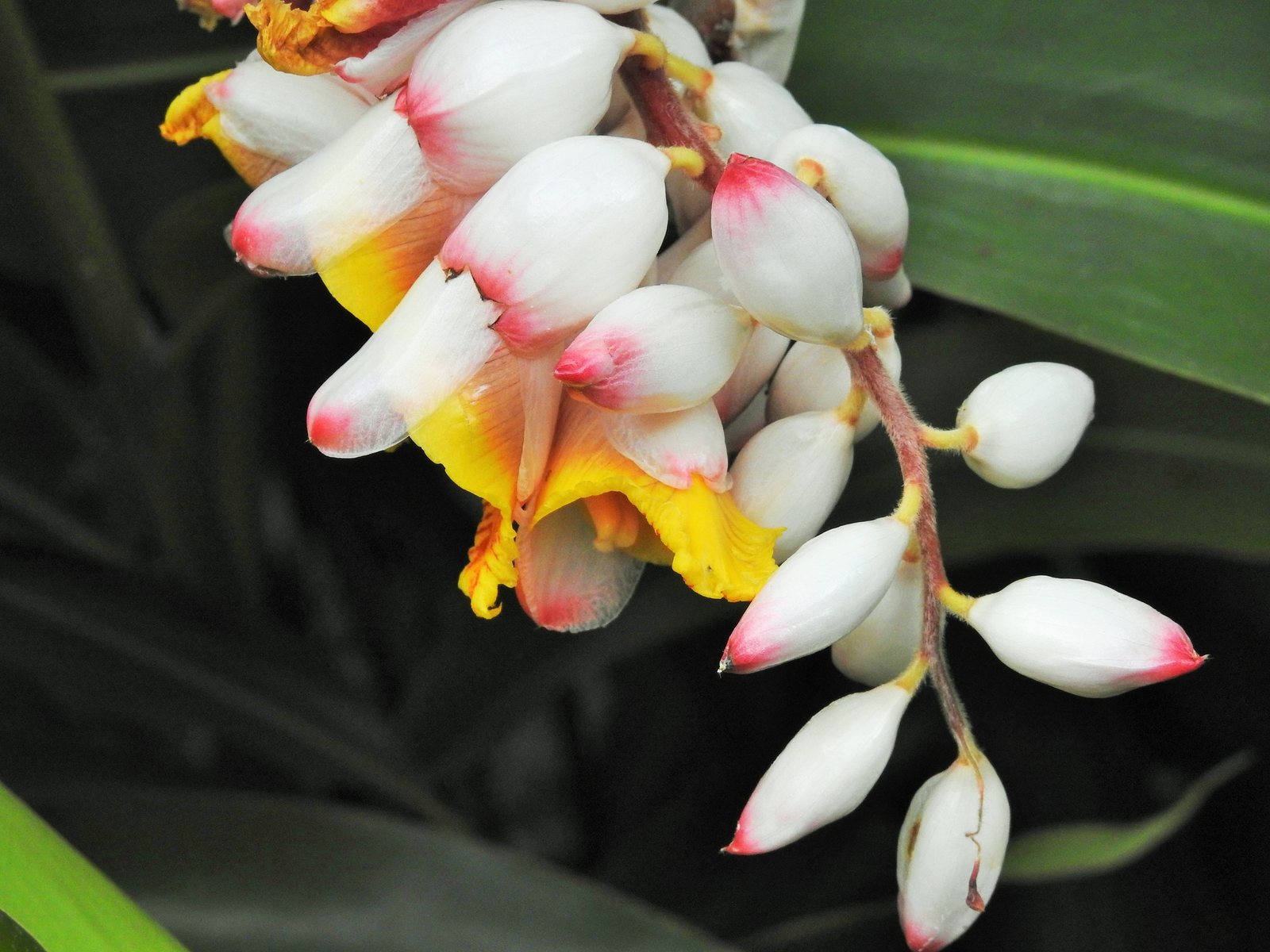 Variegated shell ginger