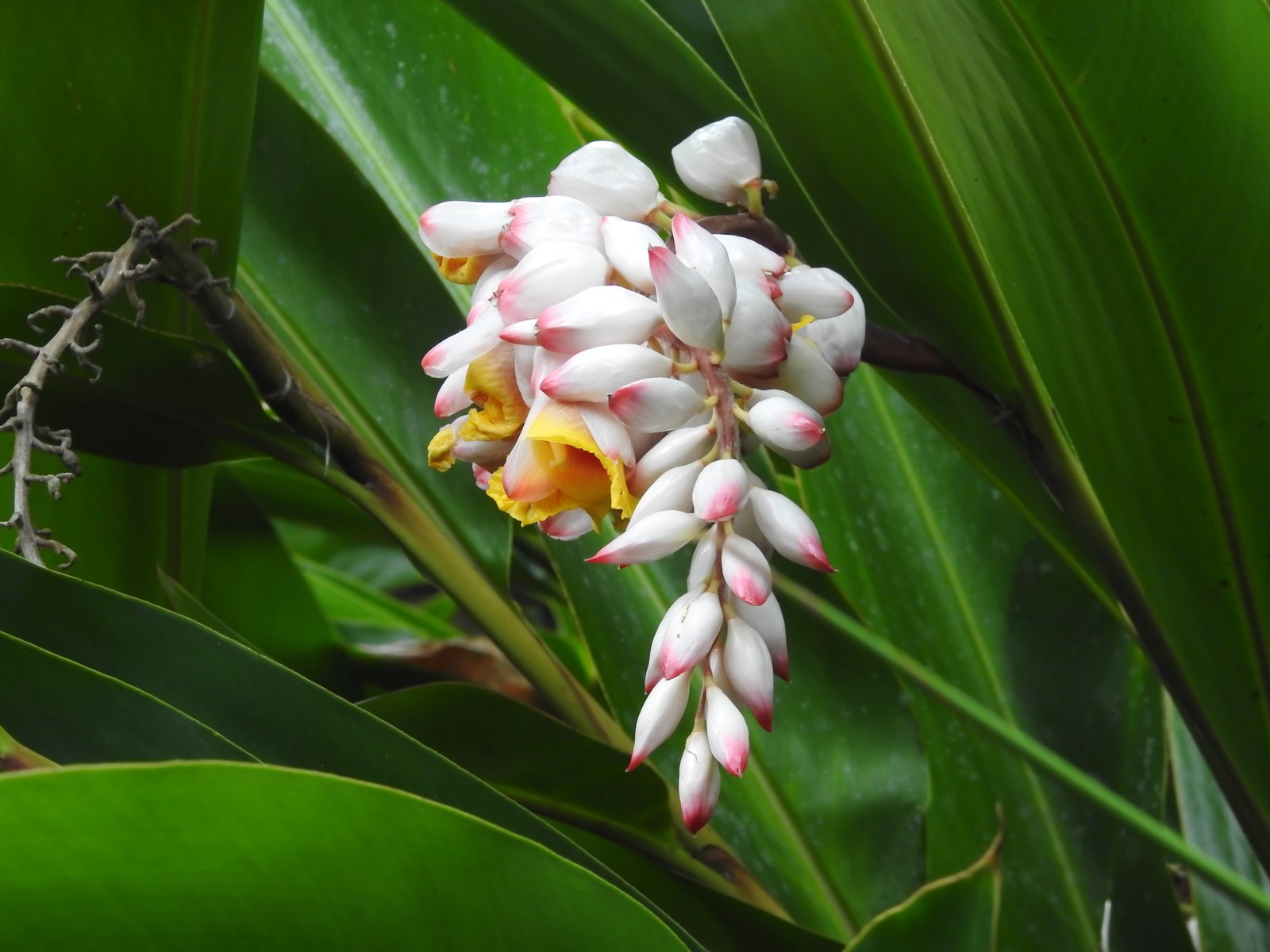 Variegated shell ginger
