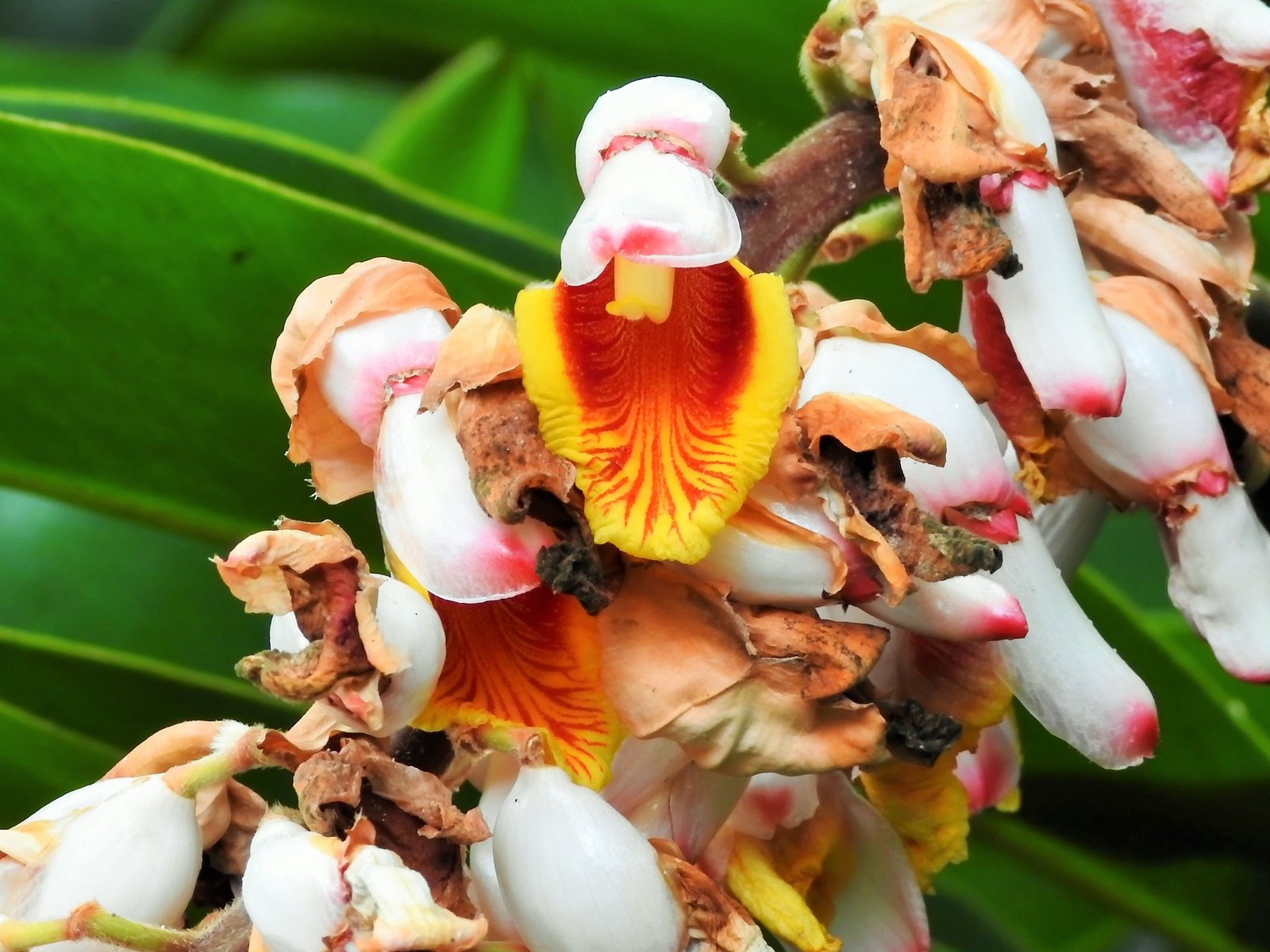 Variegated shell ginger